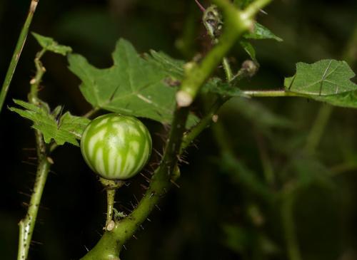 Solanum aculeatissimum, photograph 2