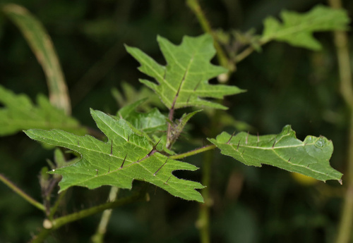 Solanum aculeatissimum, photograph 3