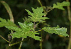 Solanum aculeatissimum, photograph (c) Wynand Uys, some rights reserved (CC BY)