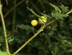 Solanum aculeatissimum, photograph (c) Wynand Uys, some rights reserved (CC BY)