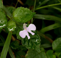 Impatiens hochstetteri