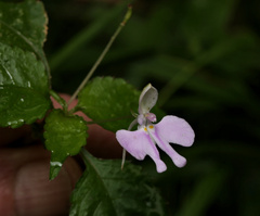 (c) Wynand Uys, some rights reserved (CC BY) Impatiens hochstetteri, photograph (c) Wynand Uys, some rights reserved (CC BY)