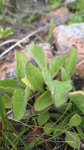 Aster spathulifolius, photograph 3