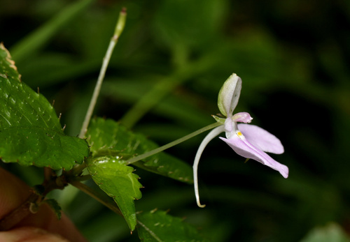 Impatiens hochstetteri, photograph 2