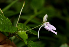 (c) Wynand Uys, some rights reserved (CC BY) Impatiens hochstetteri, photograph (c) Wynand Uys, some rights reserved (CC BY)