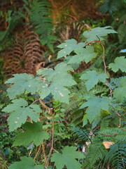 Rubus formosensis, photograph author not stated, no rights reserved