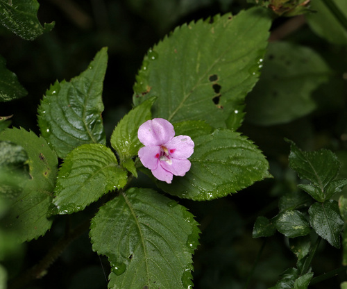 Impatiens sylvicola