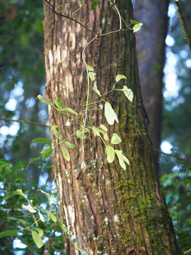 Akebia longeracemosa, photograph 3