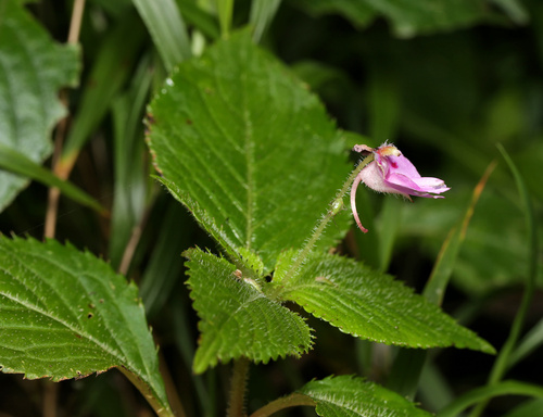 Impatiens sylvicola, photograph 1