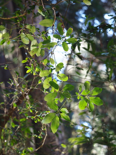 Akebia longeracemosa, photograph 2