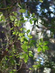 author not stated, no rights reserved Akebia longeracemosa, photograph author not stated, no rights reserved