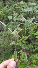 Rubus schmidelioides schmidelioides