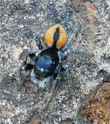 Red-bellied Jumping Spider