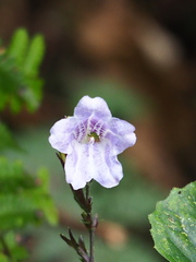 Strobilanthes flexicaulis