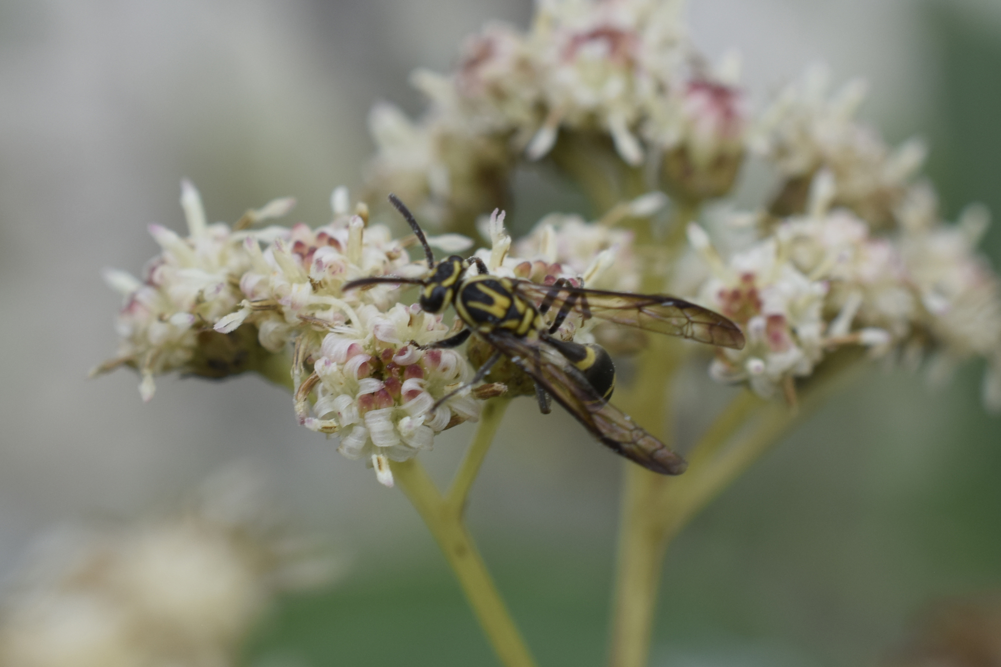 Polybia fastidiosuscula image