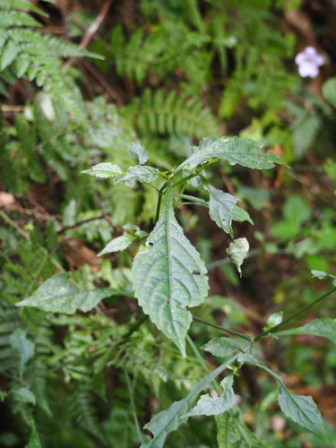 Strobilanthes flexicaulis, photograph 2