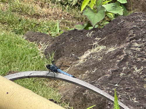 Orthetrum melania melania