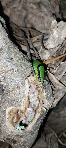 Schmidt's Marbled Bush-cricket