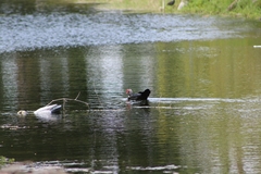 Cairina moschata domestica