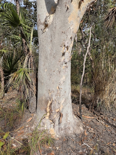 Eucalyptus alba observed 2026-07-01