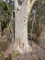 Eucalyptus alba, photograph (c) Roland Muench, some rights reserved (CC BY)