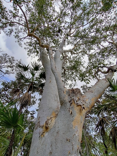 Eucalyptus alba, photograph 4