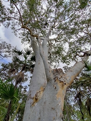 Eucalyptus alba, photograph (c) Roland Muench, some rights reserved (CC BY)