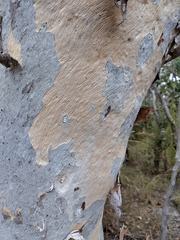 Eucalyptus alba, photograph (c) Roland Muench, some rights reserved (CC BY)