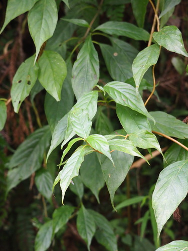 Mussaenda parviflora, photograph 1