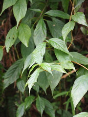 Mussaenda parviflora