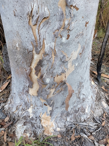Eucalyptus alba, photograph 6