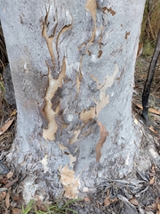 Eucalyptus alba, photograph (c) Roland Muench, some rights reserved (CC BY)