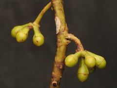 Eucalyptus alba
