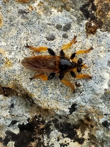 Pogonosoma maroccanum