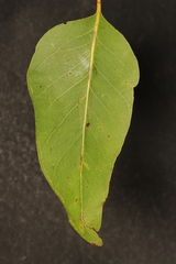 Eucalyptus alba, photograph (c) Roland Muench, some rights reserved (CC BY)