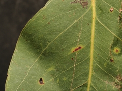 Eucalyptus alba, photograph (c) Roland Muench, some rights reserved (CC BY)