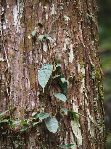 Ficus sarmentosa, photograph 5