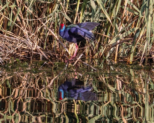 iNaturalist image