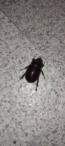 European Rhinoceros Beetle