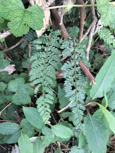 Polystichum parvipinnulum, photograph 1