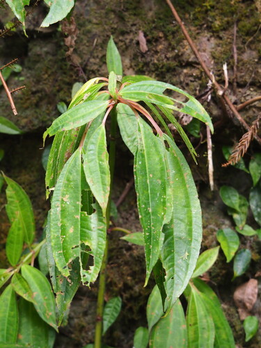 Pilea rotundinucula, photograph 2