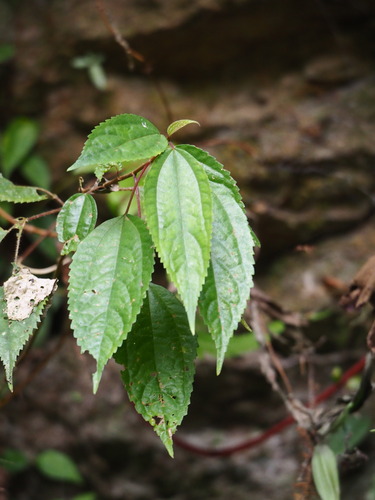 Oreocnide pedunculata, photograph 6
