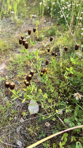 Brown Moor Clover