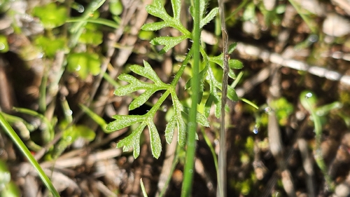 Trachymene pilosa, photograph 4