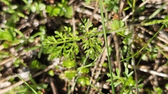 Trachymene pilosa, photograph (c) Rosalie Lawrence, some rights reserved (CC BY)