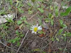 Aphanostephus skirrhobasis