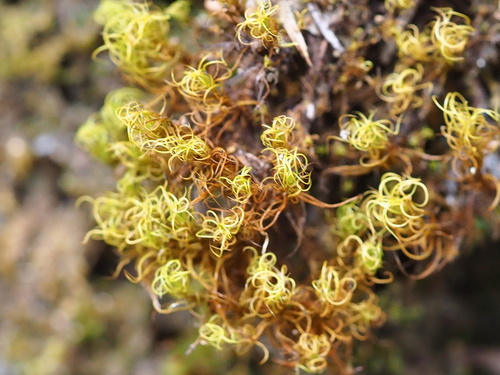 Pseudosymblepharis