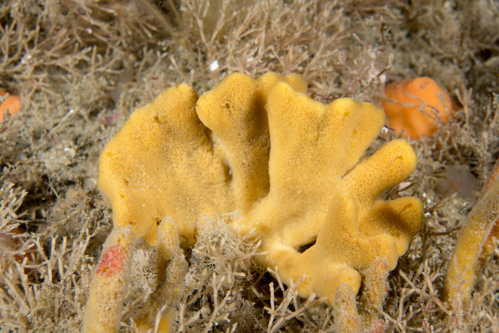 branching sponge