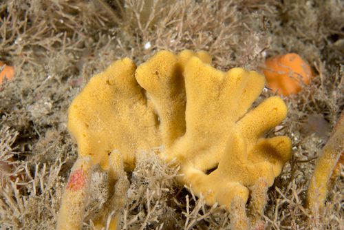branching sponge