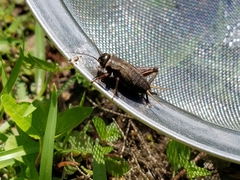 Gryllus rubens